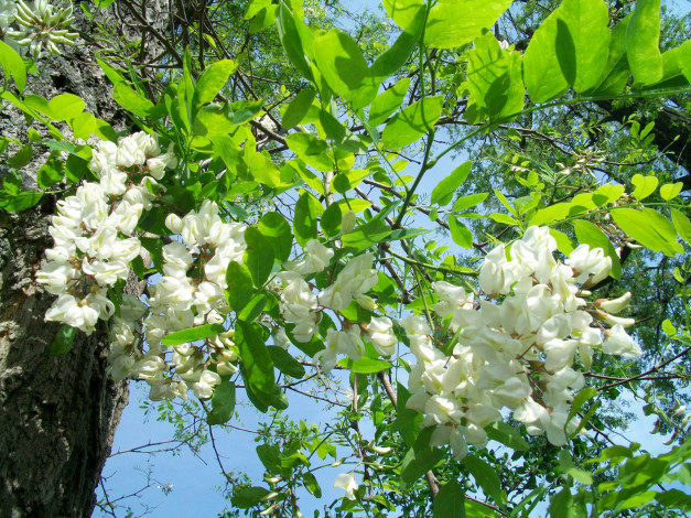 Обои картинки фото цвет, белой, акации, цветы, акация