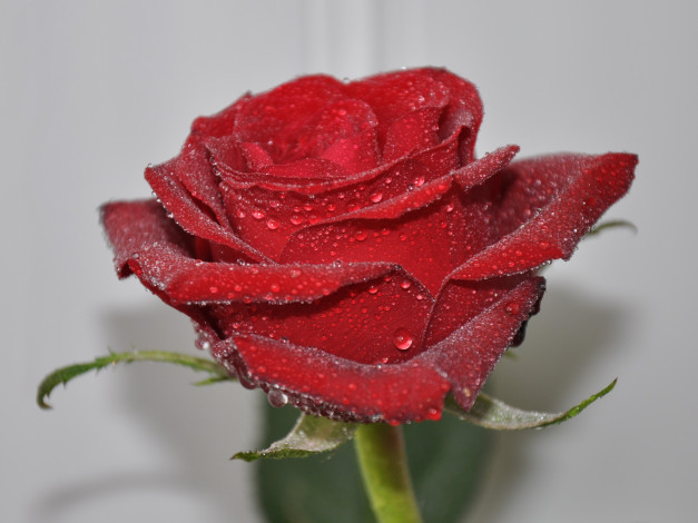 Обои картинки фото цветы, розы