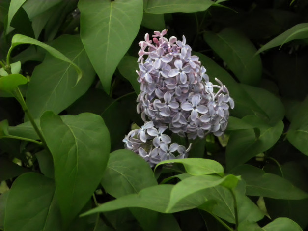 Обои картинки фото цветы, сирень