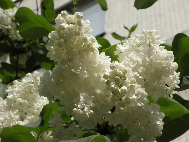 Обои картинки фото цветы, сирень