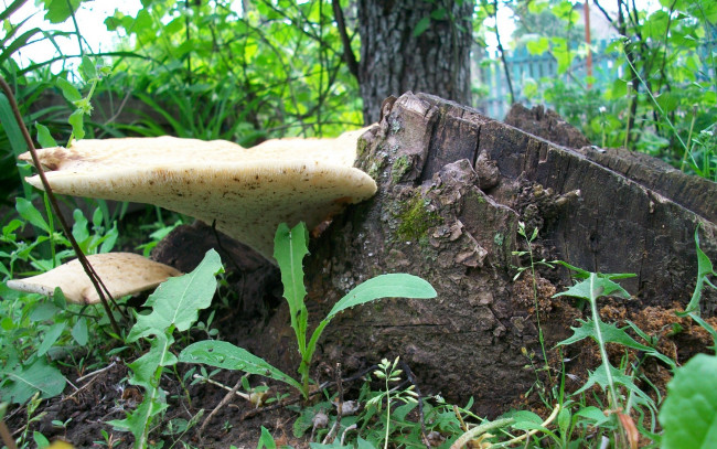 Обои картинки фото природа, грибы