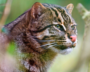 Картинка животные дикие кошки fishing cat кошка-рыболов