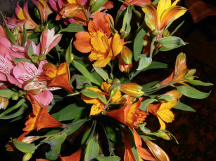 Картинка цветы альстромерия оранжевый розовый