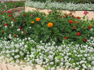 Картинка цветы разные вместе белый оранжевый красный