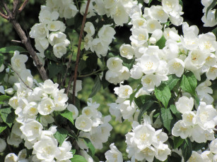 обоя цветы, жасмин, белый