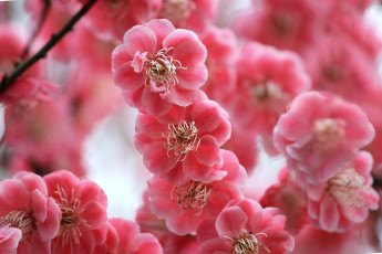 Картинка цветы цветущие деревья кустарники цветение ветки слива