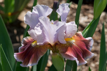 Картинка цветы ирисы лепестки