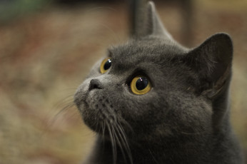 Картинка животные коты голова