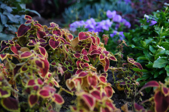 Картинка природа листья октябрь растения осень