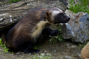 Картинка животные росомахи