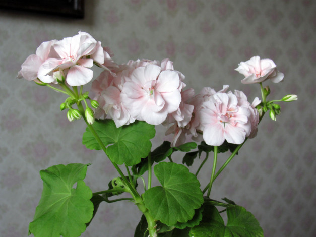 Обои картинки фото цветы, герань, розовый