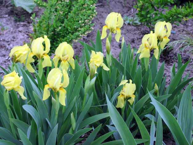 Обои картинки фото цветы, ирисы, зеленый, желтый