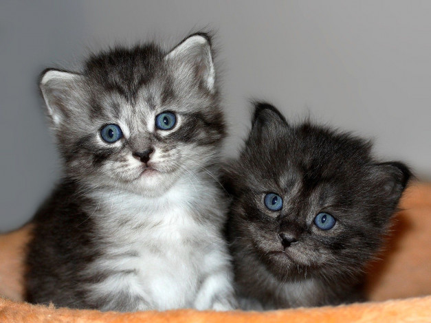 Обои картинки фото животные, коты, котята, малыши