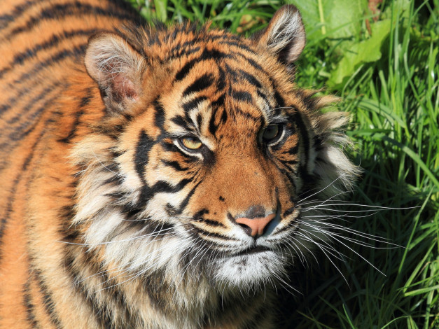 Обои картинки фото животные, тигры, хищник