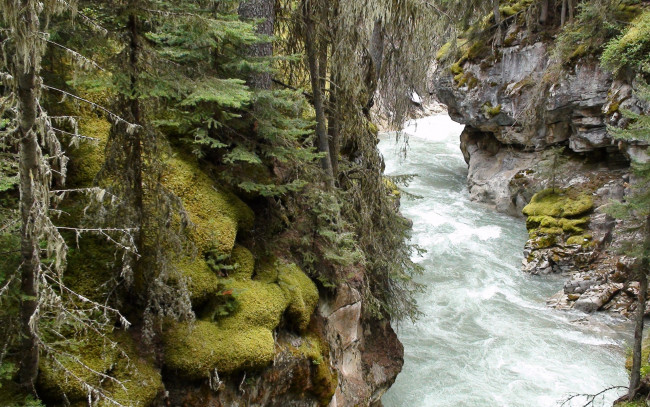 Обои картинки фото природа, реки, озера, деревья, река, ручей, весна, пена