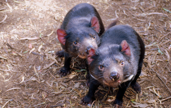 Обои картинки фото животные, тасманийский, дьявол, сумчатый, черт