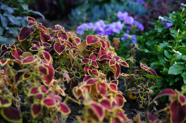 Обои картинки фото природа, листья, октябрь, растения, осень