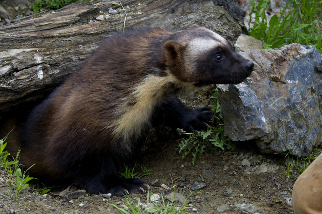 Обои картинки фото животные, росомахи
