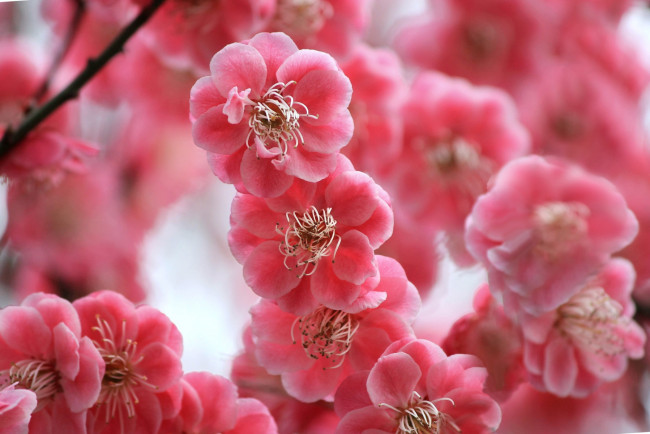 Обои картинки фото цветы, цветущие, деревья, кустарники, цветение, ветки, слива