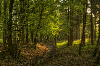 Картинка природа лес овраг