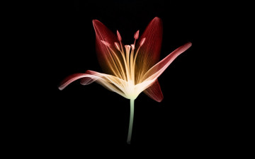 Картинка разное кости +рентген лепестки