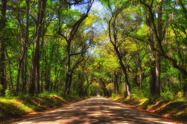 Обои картинки фото природа, дороги, дорога, лес