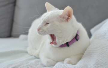 Картинка животные коты уют дом кошка