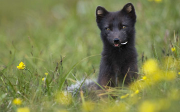 Картинка животные песцы песец язык цветы трава луг перо
