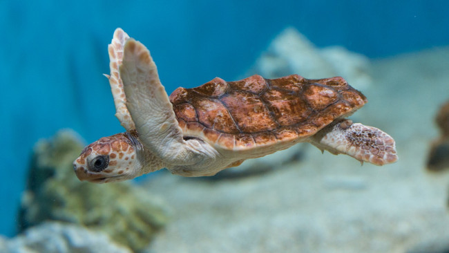 Обои картинки фото животные, Черепахи, черепаха, океан, вода, море