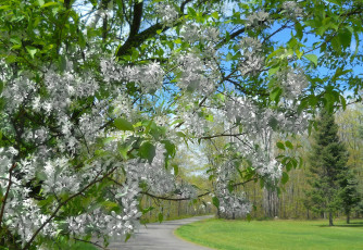 Картинка природа деревья крона листья