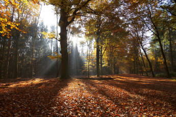 Картинка природа лес деревья