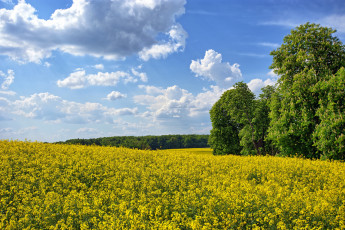 Картинка природа пейзажи цветы трава лес