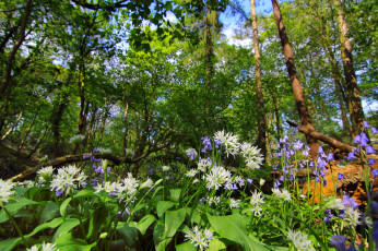 Картинка природа лес деревья