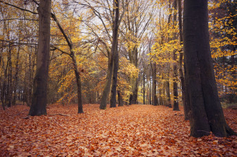 Картинка природа лес деревья