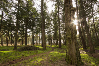 Картинка природа лес деревья