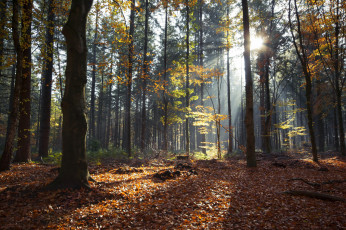 Картинка природа лес деревья