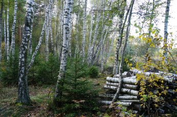 Картинка природа лес деревья