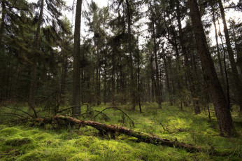 Картинка природа лес деревья