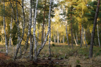 Картинка природа лес деревья