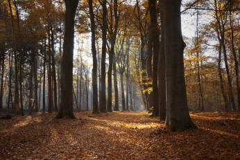 Картинка природа лес деревья