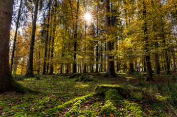 Картинка природа лес деревья