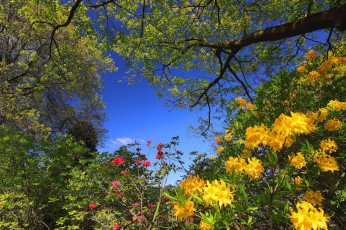 Картинка природа лес деревья