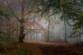 Картинка природа лес деревья