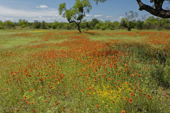 Картинка природа луга цветы деревья трава