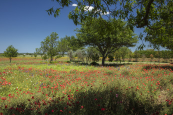 Картинка природа луга цветы трава деревья