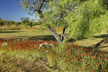 Картинка природа луга деревья трава цветы