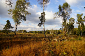 Картинка природа пейзажи деревья