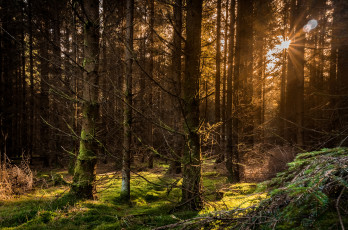 Картинка природа лес деревья