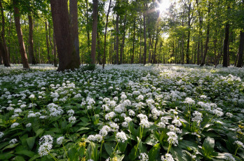 Картинка природа лес деревья