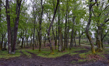 Картинка природа лес деревья